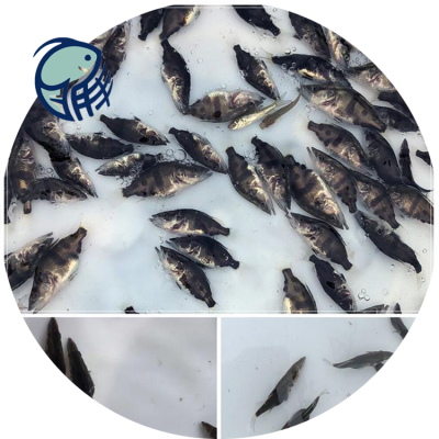 河源花鯽魚與翹嘴鱖魚養殖技術及水質改良劑研發