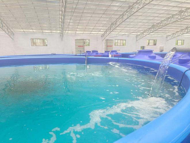 智慧養魚闖出致富新路 水質改良劑研發的革新與機遇