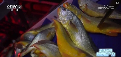 突破創(chuàng)新，藍(lán)色“智慧糧倉(cāng)”——新質(zhì)生產(chǎn)力奏響魚(yú)類養(yǎng)殖澎湃新“樂(lè)章”