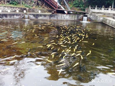 科技賦能，凈水興漁 順通虹鱒魚養殖中心水質改良劑的研發之路
