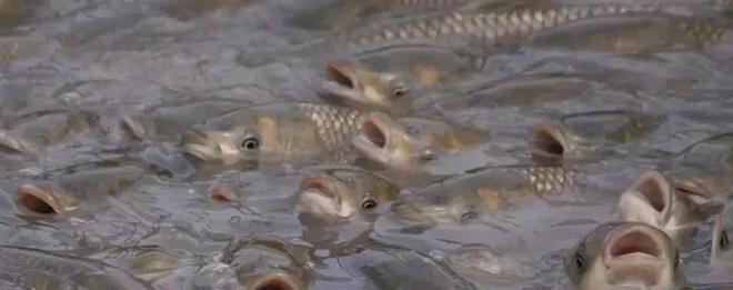 養魚投餌量控制 以精準喂養節省成本、提升產量、增加效益