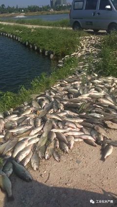 超40℃熱害席卷22省，魚類養殖如何破局求生？