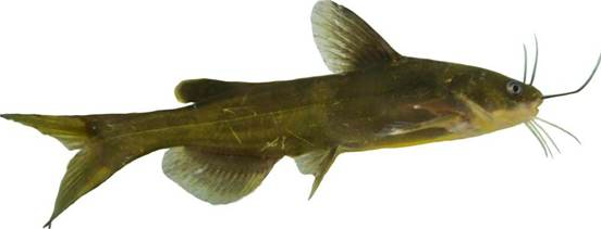 “黃優(yōu)1號”人工繁殖、健康養(yǎng)殖與水質(zhì)改良劑研發(fā)關(guān)鍵技術(shù)